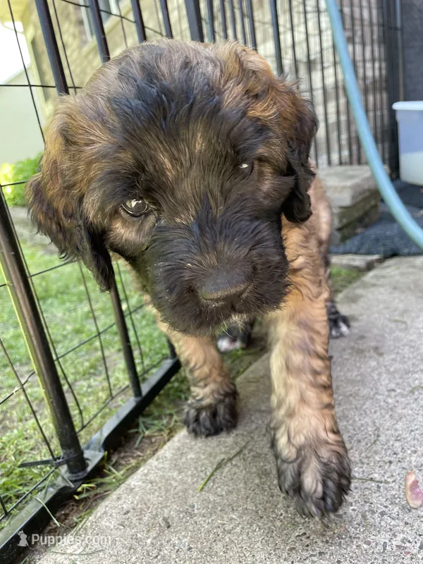 Green Girl – Saint Berdoodle puppy for sale in Elk River, MN