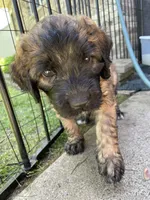 Green Girl, a female Saint Berdoodle for sale in Elk River, MN – 1 of 4