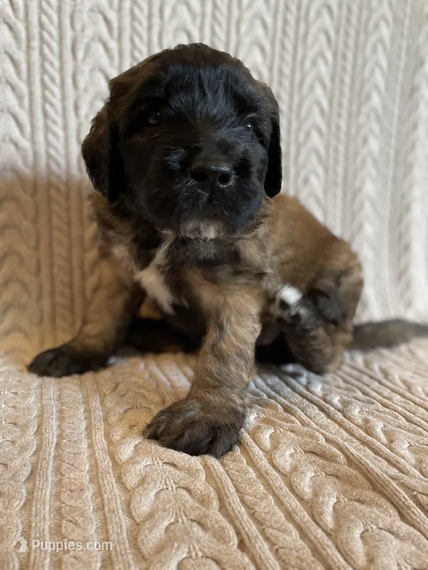 Green Girl – Saint Berdoodle puppy for sale in Elk River, MN