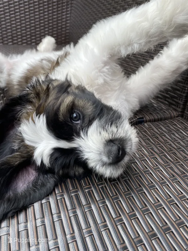Yellow Boy – Saint Berdoodle puppy for sale in Elk River, MN