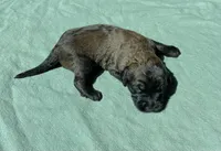 Orange Boy, a male Saint Berdoodle for sale in Elk River, MN – Photo 2 of 2