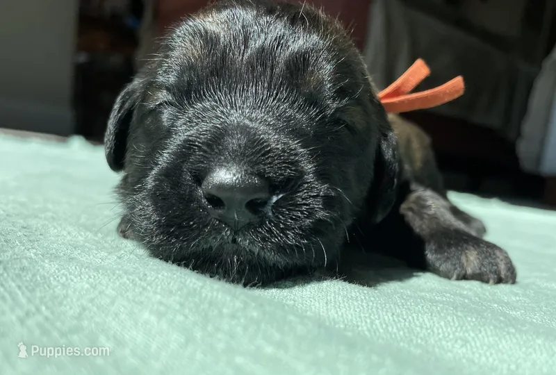 Orange Boy – Saint Berdoodle puppy for sale in Elk River, MN