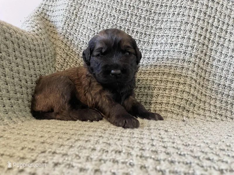 Orange Boy – Saint Berdoodle puppy for sale in Elk River, MN