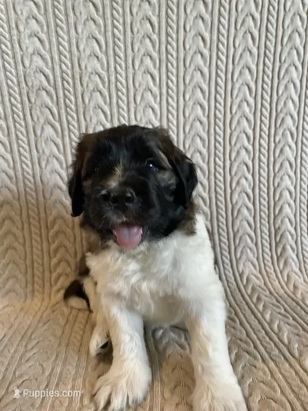 Green Boy – Saint Berdoodle puppy for sale in Elk River, MN
