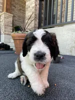 Blue Boy, a male Saint Berdoodle for sale in Elk River, MN – 5 of 5