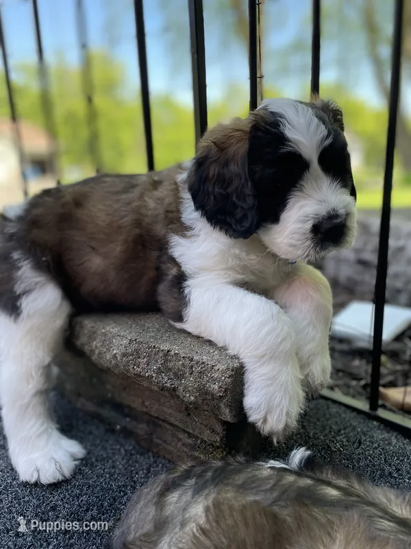 Blue Boy – Saint Berdoodle puppy for sale in Elk River, MN