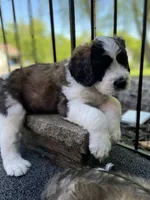Blue Boy, a male Saint Berdoodle for sale in Elk River, MN – 1 of 5