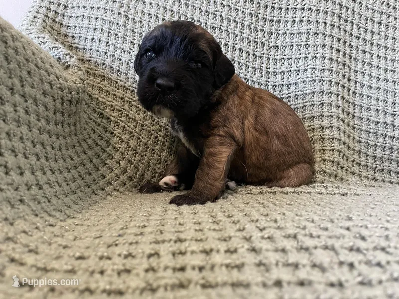 Green Girl – Saint Berdoodle puppy for sale in Elk River, MN