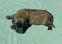 Green Girl, a female Saint Berdoodle for sale in Elk River, MN – Photo 2 of 2