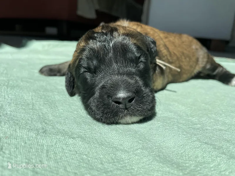 Green Girl – Saint Berdoodle puppy for sale in Elk River, MN