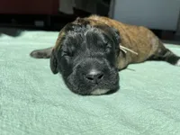 Green Girl, a female Saint Berdoodle for sale in Elk River, MN – Photo 1 of 2