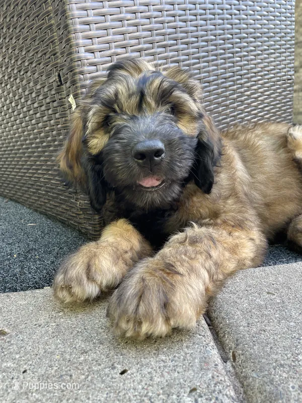 Orange Boy – Saint Berdoodle puppy for sale in Elk River, MN