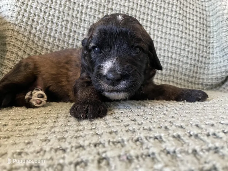 Pink Girl – Saint Berdoodle puppy for sale in Elk River, MN