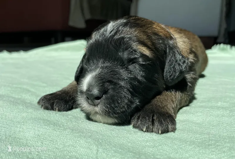 Pink Girl – Saint Berdoodle puppy for sale in Elk River, MN