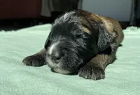 Pink Girl, a female Saint Berdoodle for sale in Elk River, MN – Photo 1 of 2