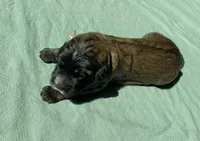 Pink Girl, a female Saint Berdoodle for sale in Elk River, MN – Photo 2 of 2