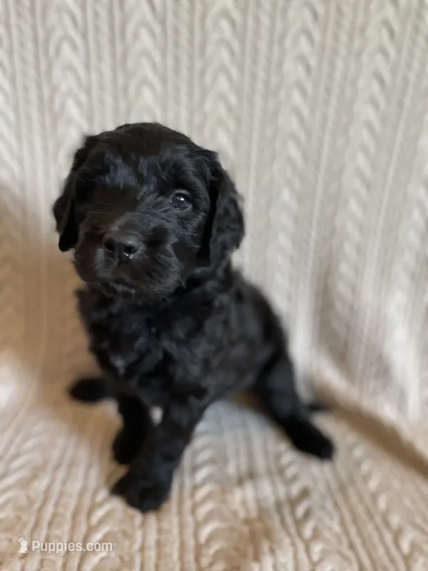 Silver Girl  – Saint Berdoodle puppy for sale in Elk River, MN