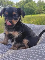 Giggles, a female Yorkshire Terrier for sale in Grand Blanc, MI – 4 of 4