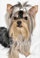 Zion, a male Yorkshire Terrier for sale in Grand Blanc, MI – 3 of 5