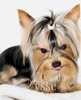 Zion, a male Yorkshire Terrier for sale in Grand Blanc, MI – 4 of 5