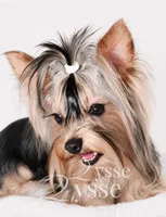 Zion, a male Yorkshire Terrier for sale in Grand Blanc, MI – 1 of 5