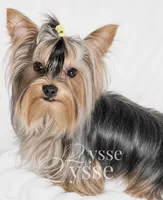 Zion, a male Yorkshire Terrier for sale in Grand Blanc, MI – 5 of 5