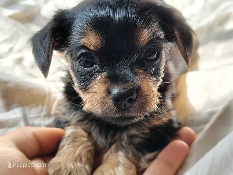 Giggles – Yorkshire Terrier puppy for sale in Grand Blanc, MI