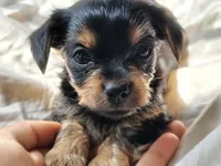 Giggles, a female Yorkshire Terrier for sale in Grand Blanc, MI – 1 of 4