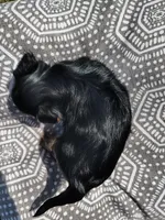 Giggles, a female Yorkshire Terrier for sale in Grand Blanc, MI – 3 of 4