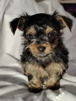 Giggles, a female Yorkshire Terrier for sale in Grand Blanc, MI – 2 of 4