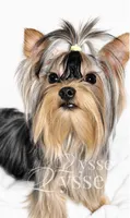 Zion, a male Yorkshire Terrier for sale in Grand Blanc, MI – 2 of 5