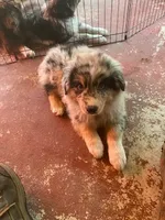 Shadow, a male Australian Shepherd for sale in Higgins Lake, MI – 5 of 6