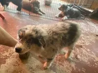 Shadow, a male Australian Shepherd for sale in Higgins Lake, MI – 6 of 6
