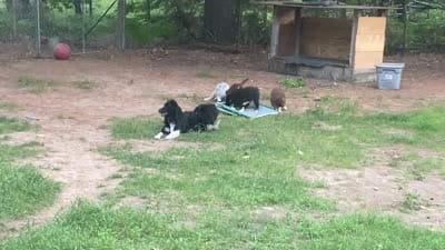 Missy, a female Australian Shepherd for sale in Higgins Lake, MI – 7 of 8