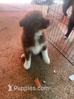 Cupcake2 – Australian Shepherd puppy for sale in Higgins Lake, MI