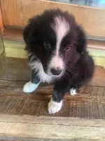 Missy, a female Australian Shepherd for sale in Roscommon, MI – 2 of 3