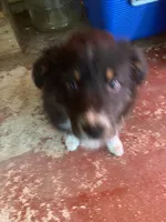 Nix, a female Australian Shepherd for sale in Higgins Lake, MI – 3 of 3