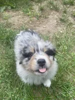 Missy, a female Australian Shepherd for sale in Higgins Lake, MI – 4 of 8