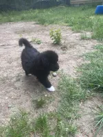 Missy, a female Australian Shepherd for sale in Higgins Lake, MI – 5 of 8