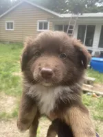Missy, a female Australian Shepherd for sale in Higgins Lake, MI – 1 of 8