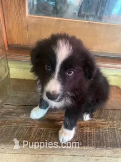 Missy – Australian Shepherd puppy for sale in Roscommon, MI
