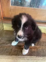 Missy, a female Australian Shepherd for sale in Roscommon, MI – 1 of 3
