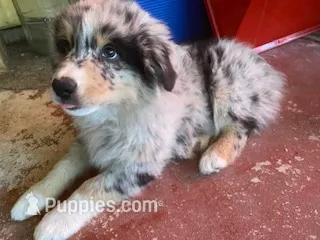Shadow – Australian Shepherd puppy for sale in Higgins Lake, MI