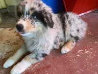 Shadow, a male Australian Shepherd for sale in Higgins Lake, MI – 1 of 6