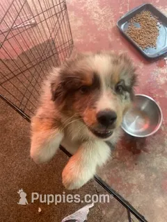 Buck – Australian Shepherd puppy for sale in Higgins Lake, MI