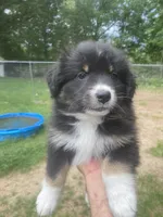 Missy, a female Australian Shepherd for sale in Higgins Lake, MI – 2 of 8