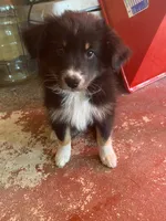 Nix, a female Australian Shepherd for sale in Higgins Lake, MI – 1 of 3