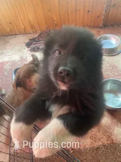 Duke – Australian Shepherd puppy for sale in Higgins Lake, MI
