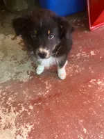 Nix, a female Australian Shepherd for sale in Higgins Lake, MI – 2 of 3