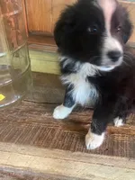 Missy, a female Australian Shepherd for sale in Roscommon, MI – 3 of 3